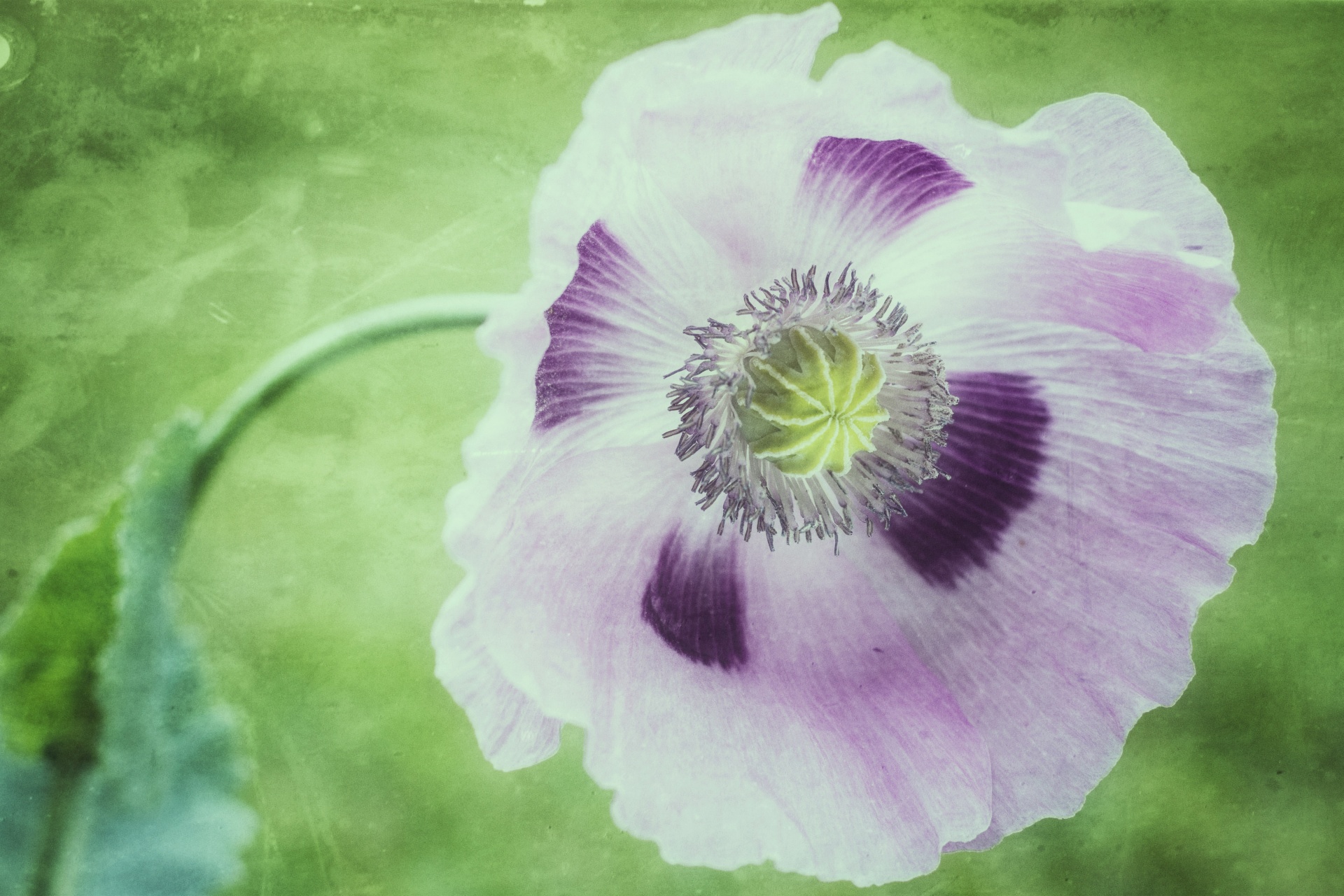 Poppy Flower Blooming Purple Free Stock Photo - Public Domain Pictures