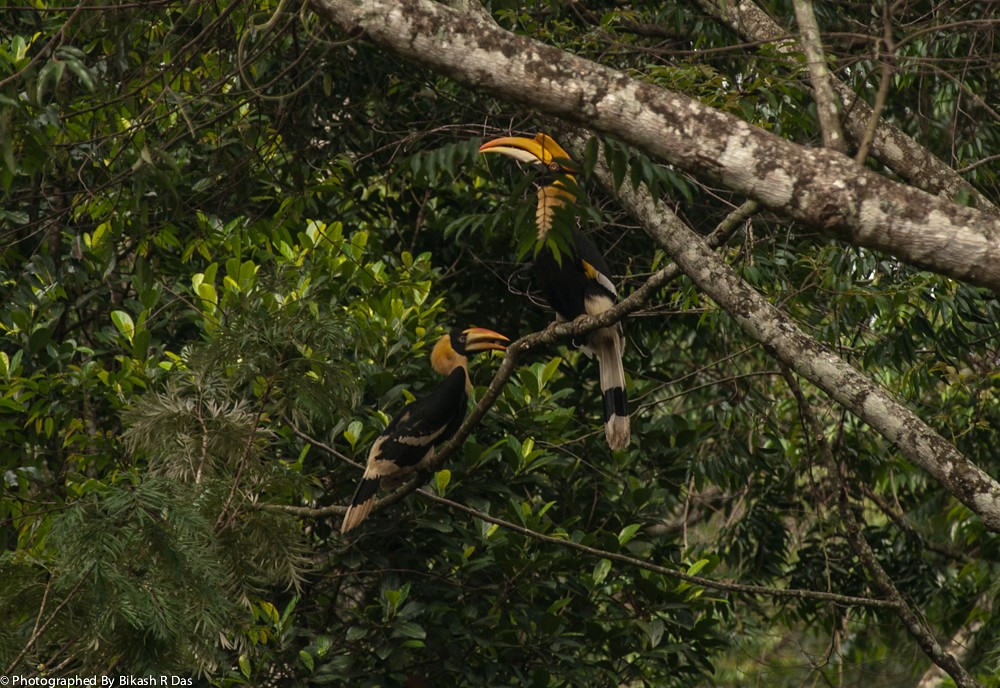 Great Hornbills - | The Delicate Balance of Nature in the An\u2026 | Flickr