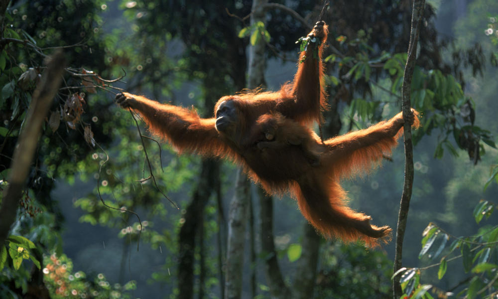 Where Do Orangutans Live? And Nine Other Orangutan Facts | Stories | WWF